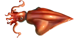 animals & squid free transparent png image.