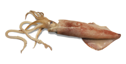 animals & squid free transparent png image.