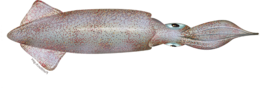 animals & Squid free transparent png image.