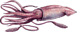 animals & Squid free transparent png image.