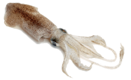 animals & Squid free transparent png image.