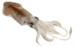 animals & squid free transparent png image.