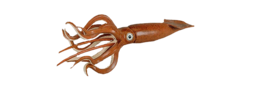 animals & Squid free transparent png image.