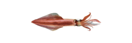 animals & squid free transparent png image.