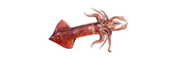 animals & Squid free transparent png image.