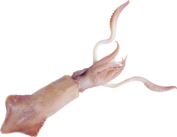 animals & squid free transparent png image.