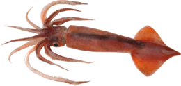 animals & squid free transparent png image.