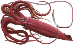 animals & Squid free transparent png image.