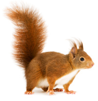 animals & Squirrel free transparent png image.