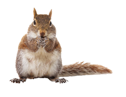 animals & squirrel free transparent png image.