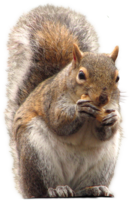 animals & squirrel free transparent png image.