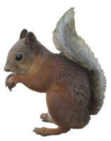 animals & squirrel free transparent png image.