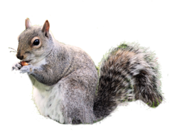 animals & Squirrel free transparent png image.