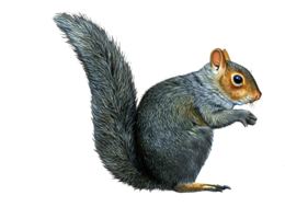 animals & squirrel free transparent png image.