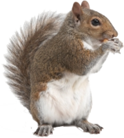 animals & Squirrel free transparent png image.