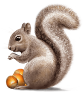 animals & squirrel free transparent png image.