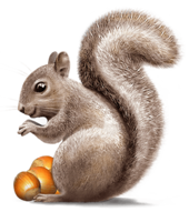 animals & Squirrel free transparent png image.