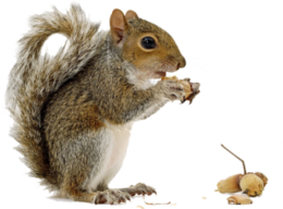 animals & Squirrel free transparent png image.