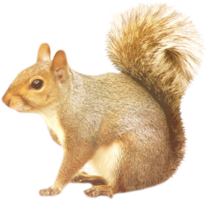 animals & Squirrel free transparent png image.