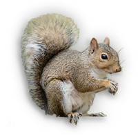 animals & Squirrel free transparent png image.