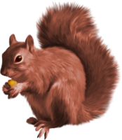 animals & Squirrel free transparent png image.