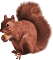 animals & squirrel free transparent png image.