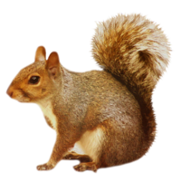 animals & Squirrel free transparent png image.