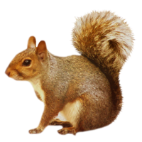 animals & squirrel free transparent png image.