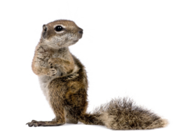 animals & squirrel free transparent png image.