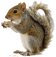 animals & Squirrel free transparent png image.