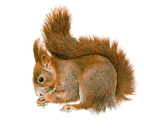 animals & squirrel free transparent png image.