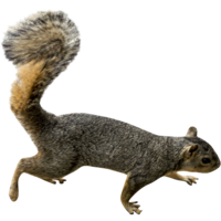 animals & Squirrel free transparent png image.