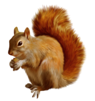 animals & squirrel free transparent png image.