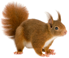 animals & squirrel free transparent png image.