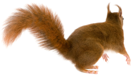 animals & squirrel free transparent png image.