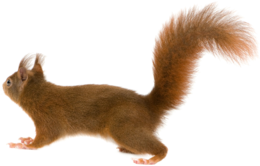 animals & squirrel free transparent png image.