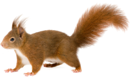 animals & squirrel free transparent png image.