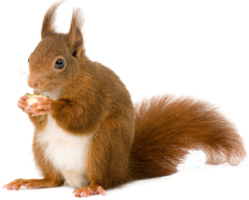 animals & Squirrel free transparent png image.