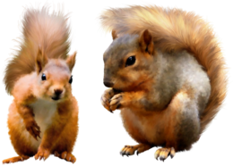 animals & Squirrel free transparent png image.