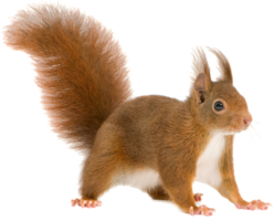 animals & Squirrel free transparent png image.