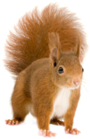 animals & squirrel free transparent png image.