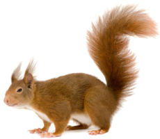 animals & Squirrel free transparent png image.