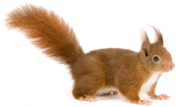 animals & Squirrel free transparent png image.