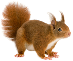 animals & Squirrel free transparent png image.