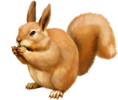 animals & squirrel free transparent png image.