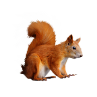 animals & Squirrel free transparent png image.