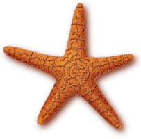 animals & Starfish free transparent png image.