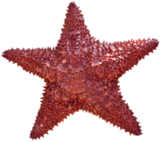 animals & starfish free transparent png image.