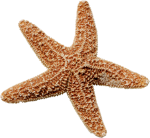 animals & starfish free transparent png image.