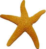 animals & Starfish free transparent png image.